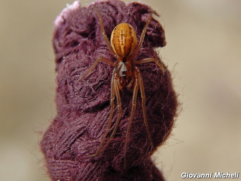 Serie di Araneae del Parco del Ticino